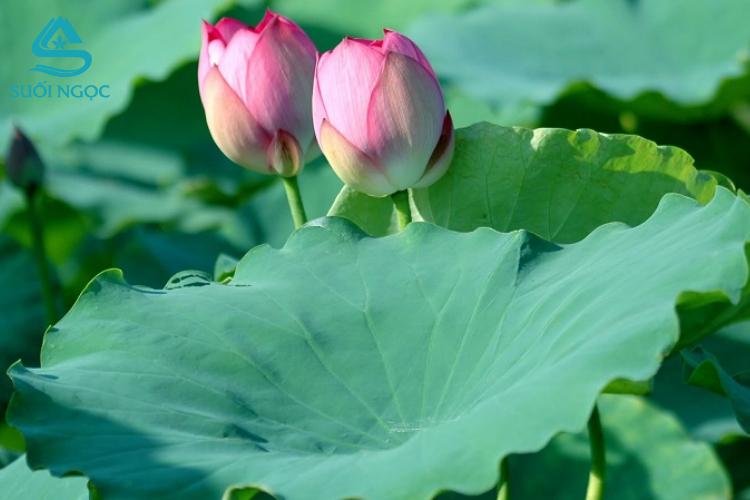 Công dụng của lá sen và lợi ích của trà lá sen khô