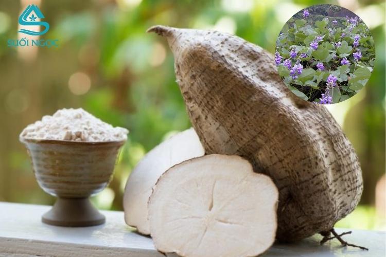 Sâm tố nữ - bí quyết gìn giữ thanh xuân và sức khỏe phụ nữ