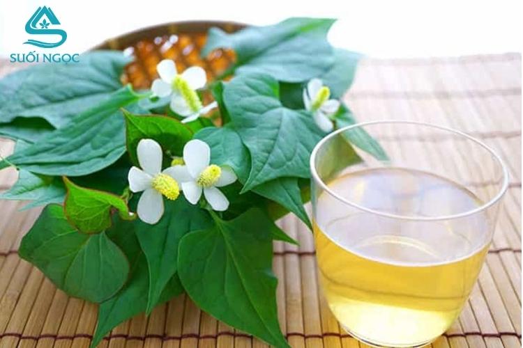 Trà diếp cá - Thức uống thanh nhiệt, hỗ trợ giải độc và làm đẹp tự nhiên