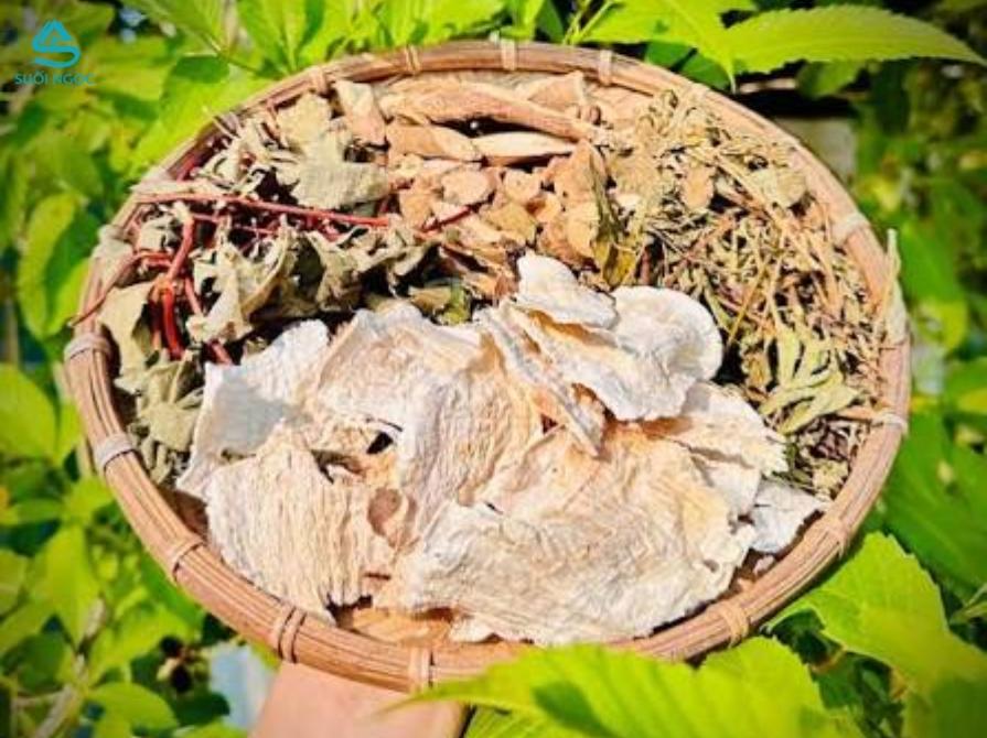 Trà sâm tố nữ là gì?